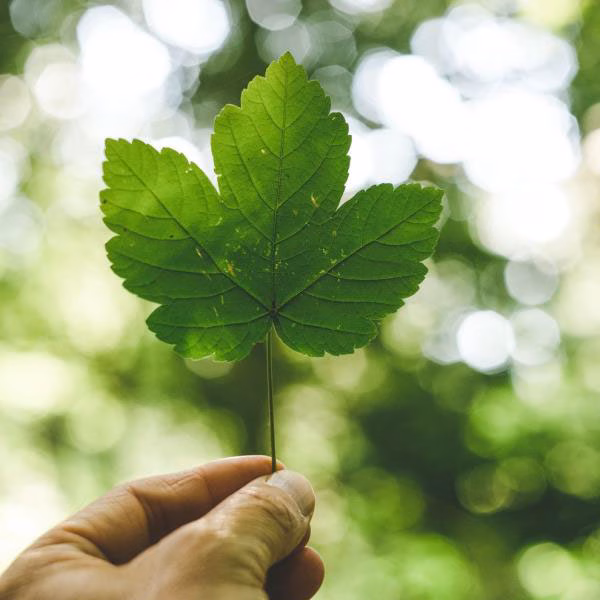 Ökologische Nachhaltigkeit